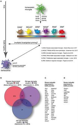 Microglia Phenotypes Converge in Aging and Neurodegenerative Disease